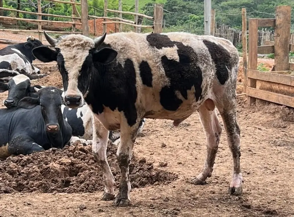 Bezerro Gabiru